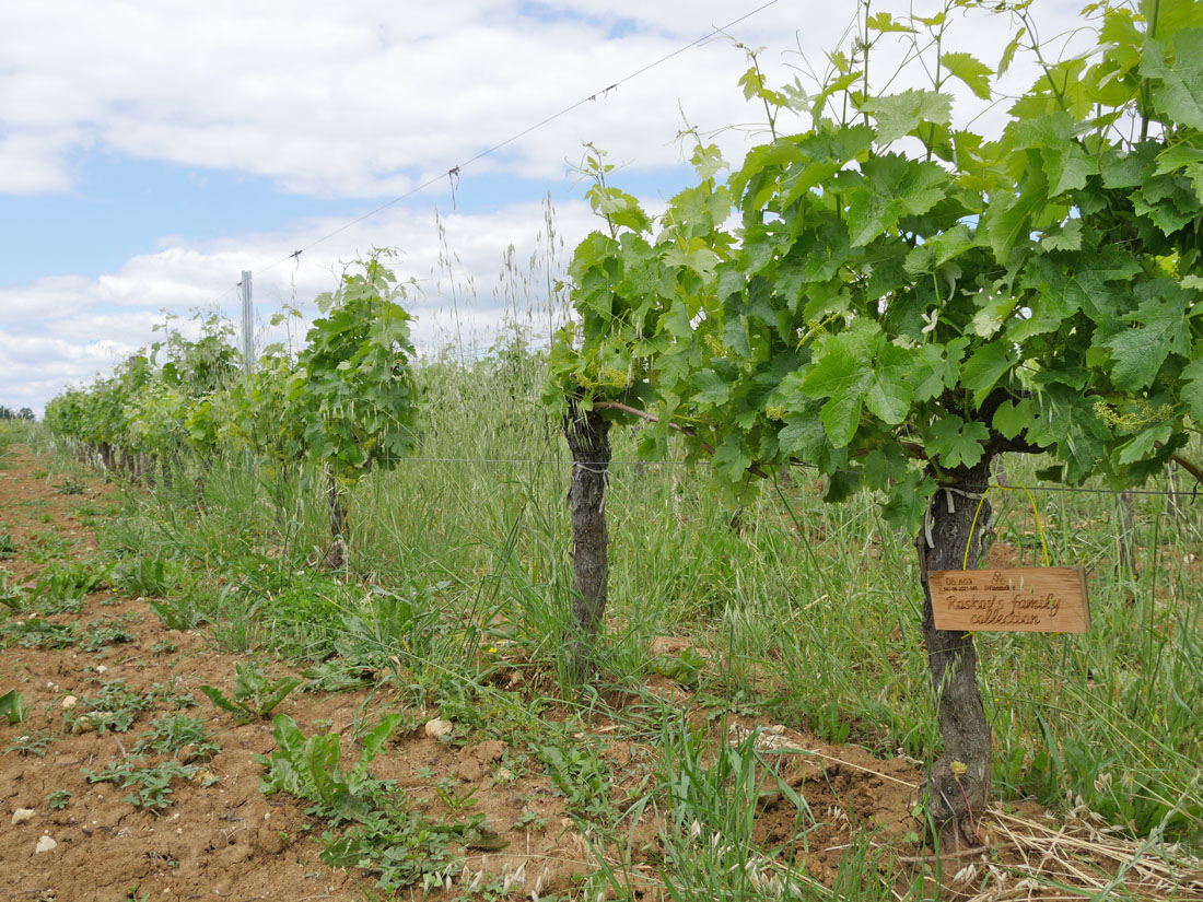 Виноградник на урожай